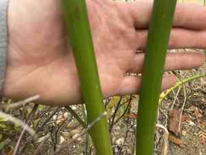 Hardstem tule(Schoenoplectus acutus)