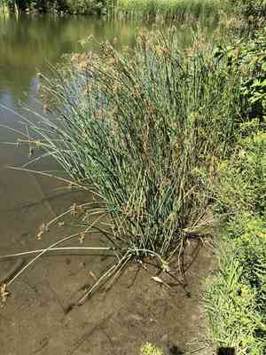 Softstem bulrush(Schoenoplectus tabernaemontani)