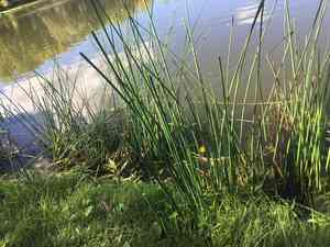 Softstem bulrush(Schoenoplectus tabernaemontani)