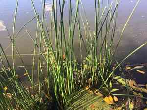 Softstem bulrush(Schoenoplectus tabernaemontani)