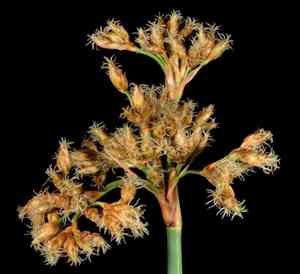 Softstem bulrush(Schoenoplectus tabernaemontani)