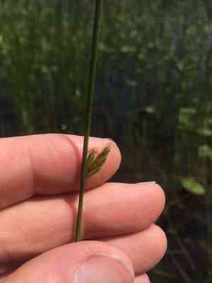 Torrey's bulrush(Schoenoplectus torreyi)
