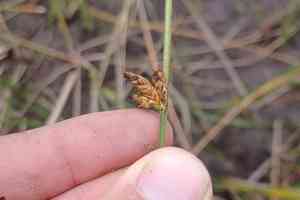 Torrey's bulrush(Schoenoplectus torreyi)