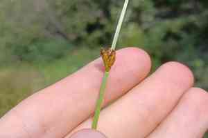Torrey's bulrush(Schoenoplectus torreyi)