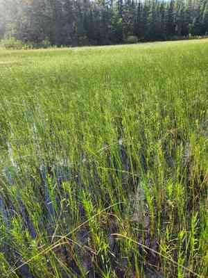 Torrey's bulrush(Schoenoplectus torreyi)