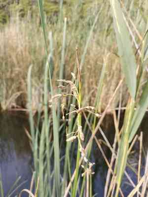 Streambank bulrush(Schoenoplectus triqueter)