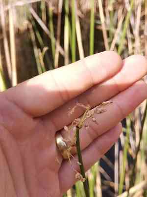 Streambank bulrush(Schoenoplectus triqueter)