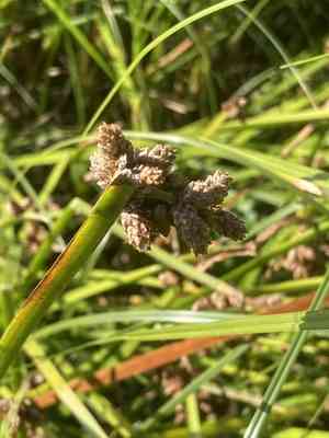 Streambank bulrush(Schoenoplectus triqueter)
