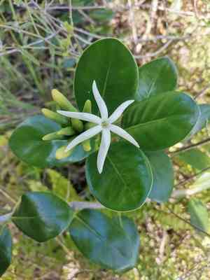 Yellowshrub(Schradera exotica)