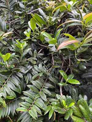 Yellowshrub(Schradera exotica)