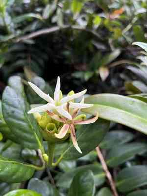 Yellowshrub(Schradera exotica)