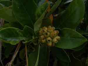 Yellowshrub(Schradera exotica)
