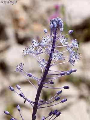 Hyacinth bluebell(Scilla hyacinthoides)