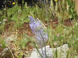 Hyacinth bluebell(Scilla hyacinthoides)