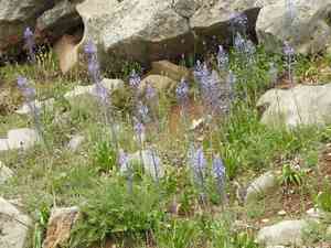 Hyacinth bluebell(Scilla hyacinthoides)