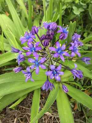 Portuguese squill(Scilla peruviana)