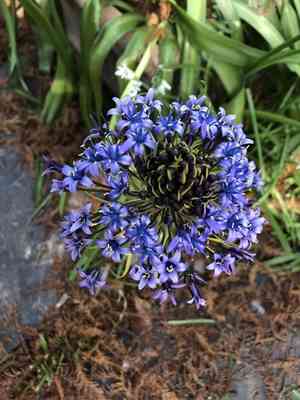 Portuguese squill(Scilla peruviana)