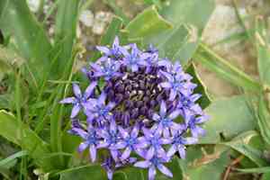 Portuguese squill(Scilla peruviana)