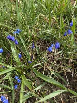 Siberian squill(Scilla siberica)