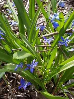 Siberian squill(Scilla siberica)