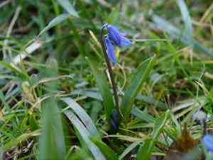 Siberian squill(Scilla siberica)