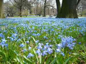 Siberian squill(Scilla siberica)
