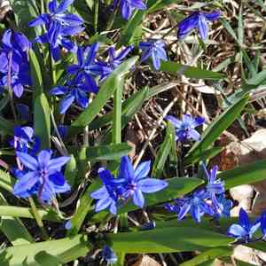 Siberian squill(Scilla siberica)