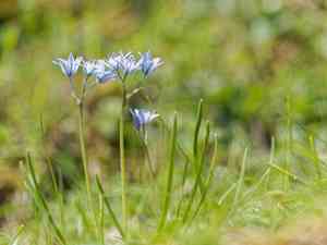 Spring squill(Scilla verna)