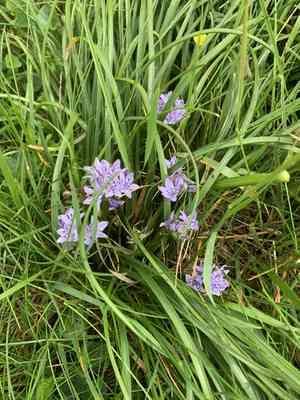Spring squill(Scilla verna)