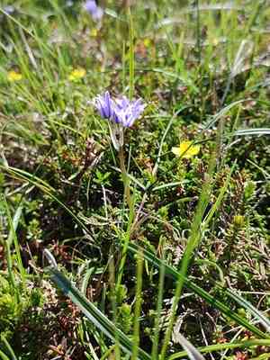 Spring squill(Scilla verna)