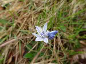 Spring squill(Scilla verna)