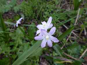 Squills (Scilla)(Scilla)