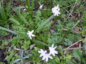 Squills (Scilla)(Scilla)