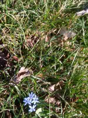 Squills (Scilla)(Scilla)