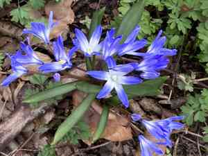 Squills (Scilla)(Scilla)