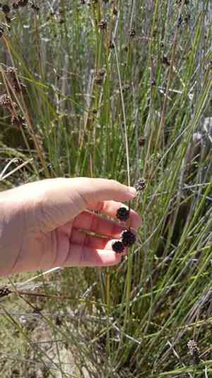 Roundhead bulrush(Scirpoides holoschoenus)