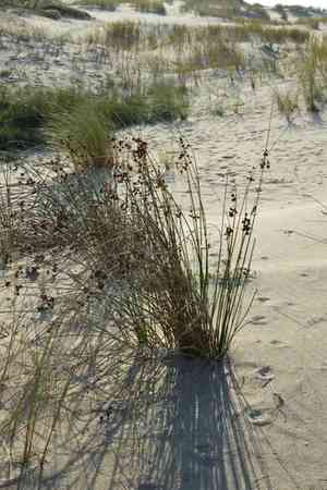 Roundhead bulrush(Scirpoides holoschoenus)