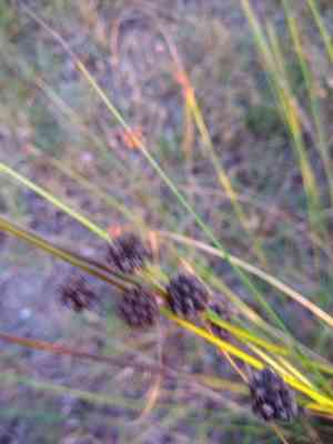 Roundhead bulrush(Scirpoides holoschoenus)