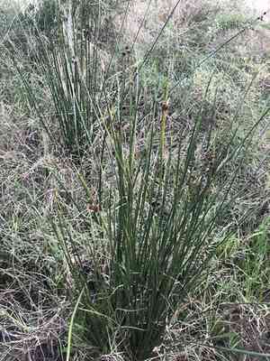 Roundhead bulrush(Scirpoides holoschoenus)