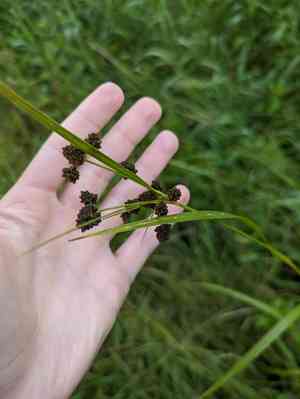 Green bulrush(Scirpus atrovirens)