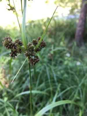 Green bulrush(Scirpus atrovirens)