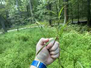 Green bulrush(Scirpus atrovirens)