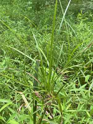 Green bulrush(Scirpus atrovirens)