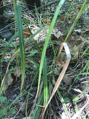 Georgia bulrush(Scirpus georgianus)