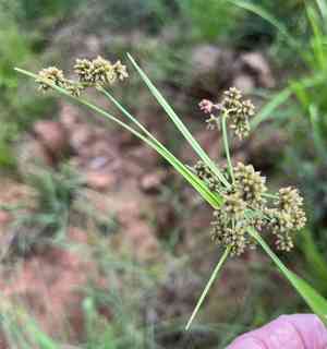 Georgia bulrush(Scirpus georgianus)