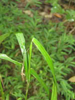 Georgia bulrush(Scirpus georgianus)