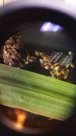 Georgia bulrush(Scirpus georgianus)