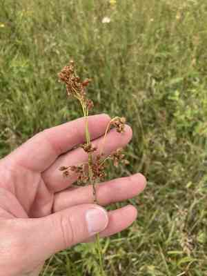 Rufous bulrush(Scirpus pendulus)