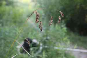 Rufous bulrush(Scirpus pendulus)