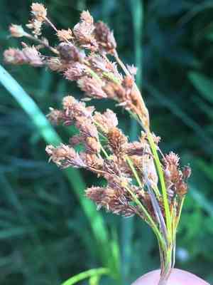 Rufous bulrush(Scirpus pendulus)